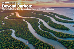 Infographic comparing mangroves, seagrass, and salt marshes, blue carbon ecosystems showing their carbon storage and co-benefits.
